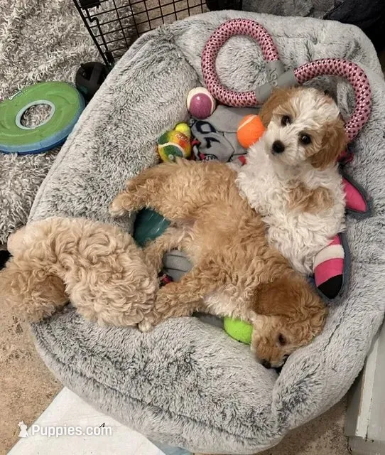 Simba, a male Cockapoo for sale in Tomales, CA – 10 of 10