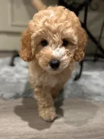 Simba, a male Cockapoo for sale in Tomales, CA – 3 of 10
