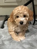 Simba, a male Cockapoo for sale in Tomales, CA – 1 of 10
