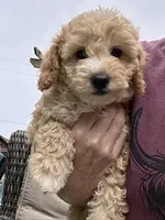 Simba, a male Cockapoo for sale in Tomales, CA – 6 of 10