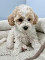 Fauna, a female Cockapoo for sale in Tomales, CA – Photo 1 of 10
