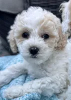 Fauna, a female Cockapoo for sale in Tomales, CA – Photo 4 of 10