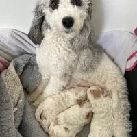 Fauna, a female Cockapoo for sale in Tomales, CA – Photo 9 of 10