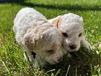 Fauna, a female Cockapoo for sale in Tomales, CA – Photo 8 of 10