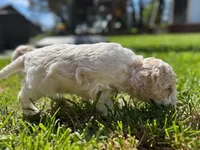 Fauna, a female Cockapoo for sale in Tomales, CA – Photo 6 of 10