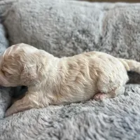 Fauna, a female Cockapoo for sale in Tomales, CA – Photo 7 of 10