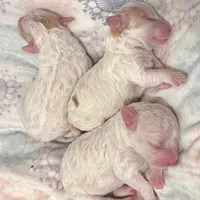 Fauna, a female Cockapoo for sale in Tomales, CA – Photo 10 of 10