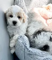 Fauna, a female Cockapoo for sale in Tomales, CA – Photo 5 of 10