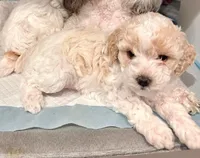 Fauna, a female Cockapoo for sale in Tomales, CA – Photo 3 of 10