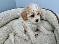 Fauna, a female Cockapoo for sale in Tomales, CA – Photo 2 of 10