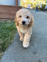 Simba, a male Cockapoo for sale in Tomales, CA – 5 of 10