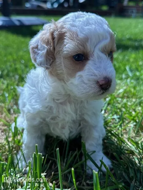 Flora – Cockapoo puppy for sale in Tomales, CA