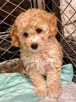 Simba, a male Cockapoo for sale in Tomales, CA – 4 of 10