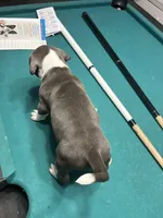 Tigris, a male American Bully for sale in Cleveland, OH – Photo 2 of 10