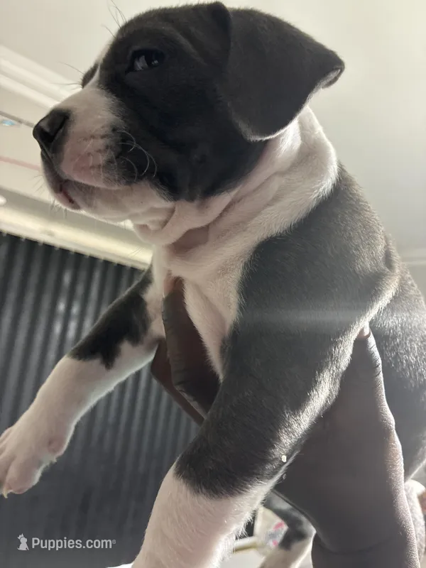 Tigris – American Bully puppy for sale in Cleveland, OH