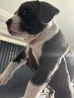 Tigris, a male American Bully for sale in Cleveland, OH – Photo 1 of 10