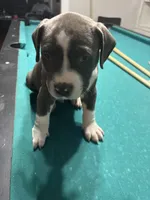 Tigris, a male American Bully for sale in Cleveland, OH – Photo 4 of 10