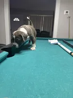 Tigris, a male American Bully for sale in Cleveland, OH – Photo 9 of 10