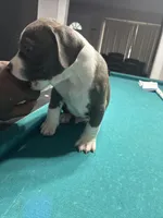 Tigris, a male American Bully for sale in Cleveland, OH – Photo 10 of 10