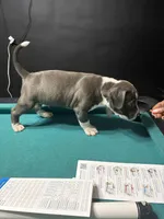 Tigris, a male American Bully for sale in Cleveland, OH – Photo 6 of 10