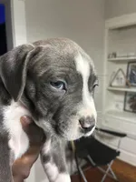 Tigris, a male American Bully for sale in Cleveland, OH – Photo 7 of 10