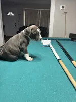 Tigris, a male American Bully for sale in Cleveland, OH – Photo 8 of 10