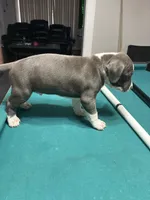 Tigris, a male American Bully for sale in Cleveland, OH – Photo 3 of 10