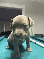 Simba, a male American Bully for sale in Cleveland, OH – Photo 4 of 7