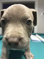 Simba, a male American Bully for sale in Cleveland, OH – Photo 5 of 7