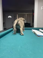 Simba, a male American Bully for sale in Cleveland, OH – Photo 6 of 7