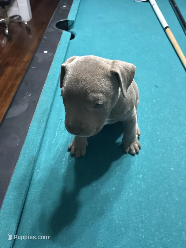 Simba – American Bully puppy for sale in Cleveland, OH