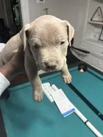 Simba, a male American Bully for sale in Cleveland, OH – Photo 2 of 7