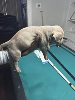 Simba, a male American Bully for sale in Cleveland, OH – Photo 3 of 7