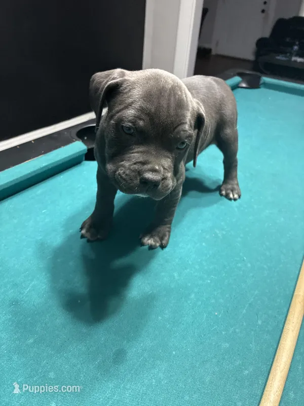Lady – American Bully puppy for sale in Cleveland, OH