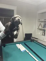 Lady, a female American Bully for sale in Cleveland, OH – Photo 3 of 4