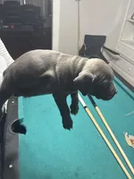 Lady, a female American Bully for sale in Cleveland, OH – Photo 2 of 4