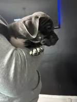 Lady, a female American Bully for sale in Cleveland, OH – Photo 4 of 4