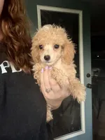 Lola, a female Poodle - Miniature  for sale in Stanfield, NC – 2 of 5