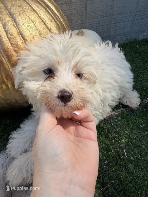 Ghost – Yorkipoo puppy for sale in Stanfield, NC