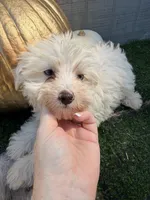 Ghost, a male Yorkipoo for sale in Stanfield, NC – 1 of 7