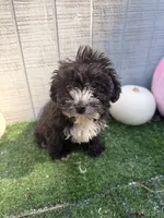 Raven, a female Yorkipoo for sale in Stanfield, NC – 6 of 6