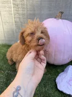 Pumpkin, a female Yorkipoo for sale in Stanfield, NC – 2 of 6