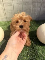 Maple , a female Yorkipoo for sale in Stanfield, NC – 2 of 7
