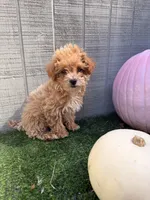 Autumn , a female Yorkipoo for sale in Stanfield, NC – 3 of 6