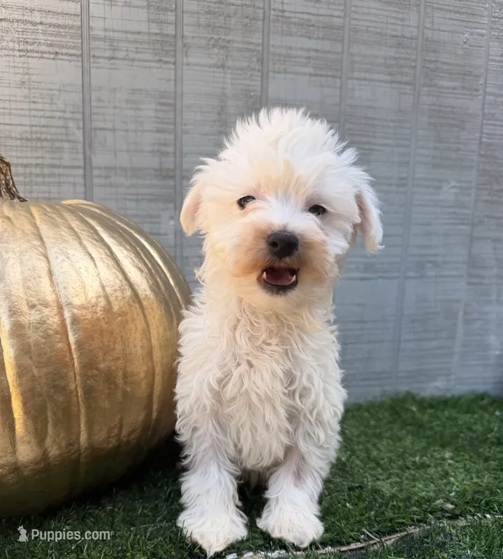 Casper – Yorkipoo puppy for sale in Stanfield, NC