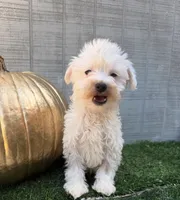 Casper, a male Yorkipoo for sale in Stanfield, NC – 1 of 6