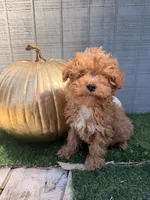 Rusty, a male Yorkipoo for sale in Stanfield, NC – 3 of 7