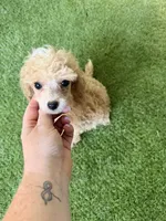 Lola, a female Poodle - Miniature  for sale in Stanfield, NC – 3 of 5