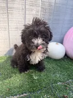 Raven, a female Yorkipoo for sale in Stanfield, NC – 3 of 6