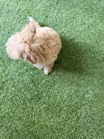Lola, a female Poodle - Miniature  for sale in Stanfield, NC – 5 of 5